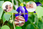 hoa đậu biếc có tác hại gì