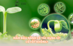 Mầm đậu nành